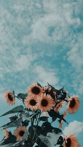 Fashion Wallpaper girassol 🌻😍