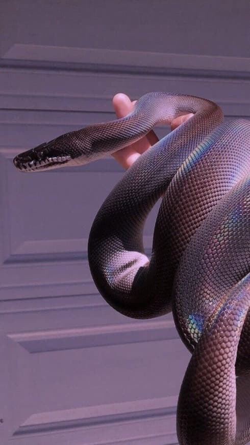 Fashion Wallpaper Cobra