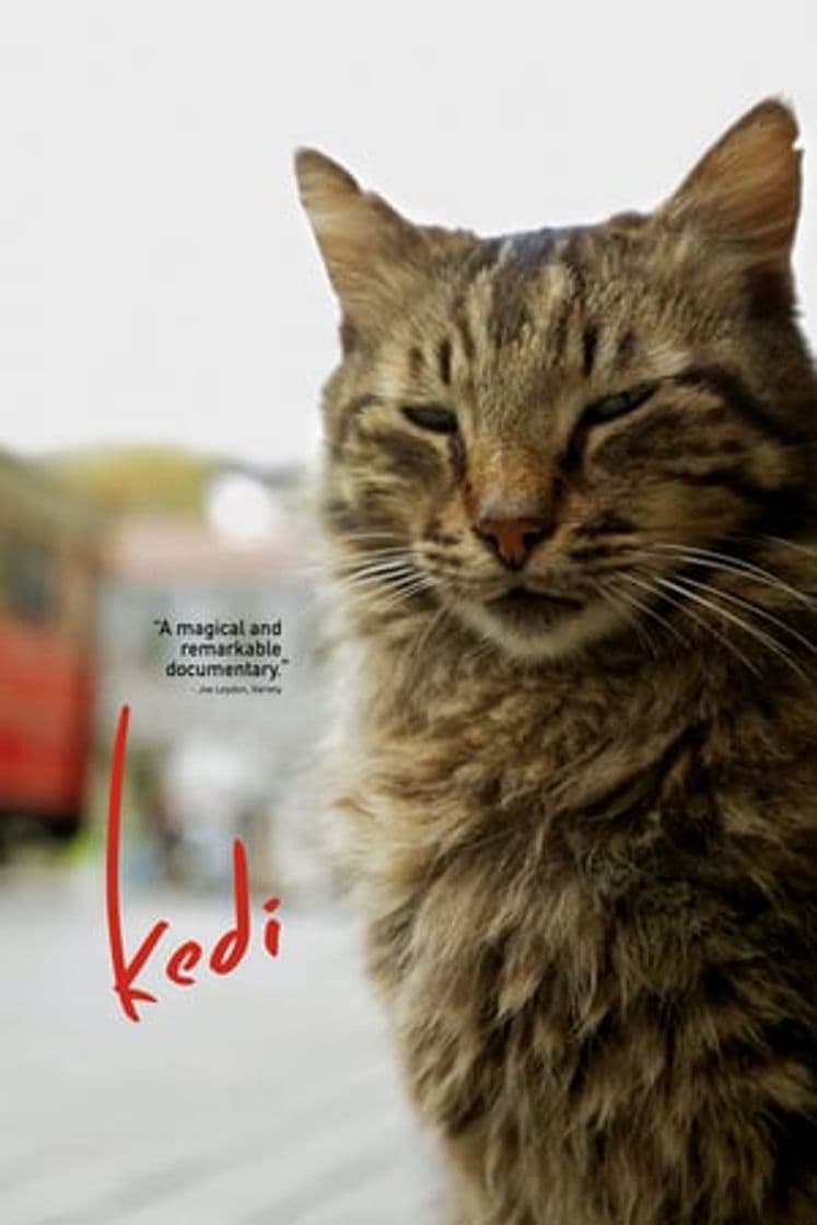 Película Kedi