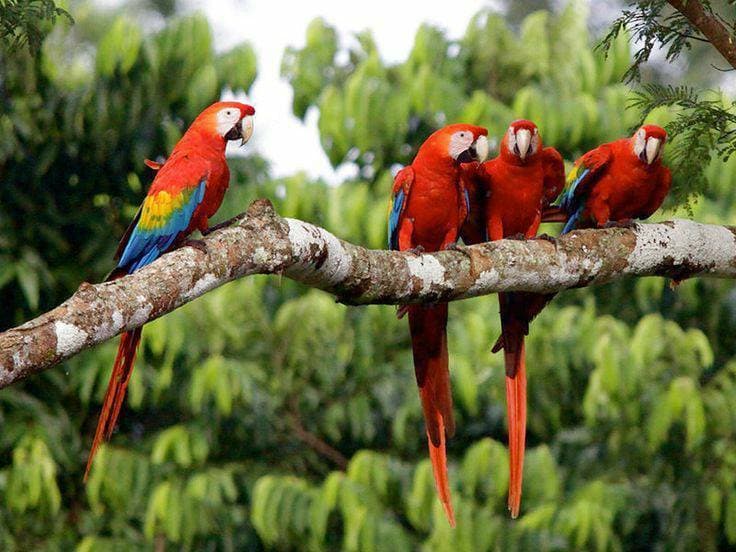 Lugar RESERVA NACIONAL DE TAMBOPATA - MADRE DE DIOS