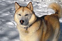 Fashion Siberian Husky - Wikipedia