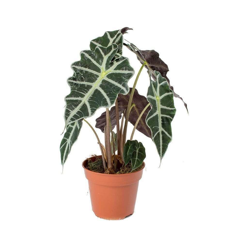 Producto Alocasia polly