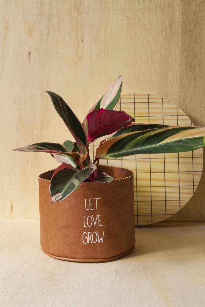 Producto Vaso let Love grow