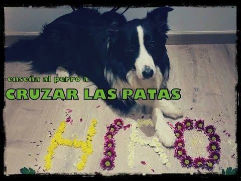 Movie Como enseñar al perro a CRUZAR LAS PATAS HIRO BORDER COLLIE