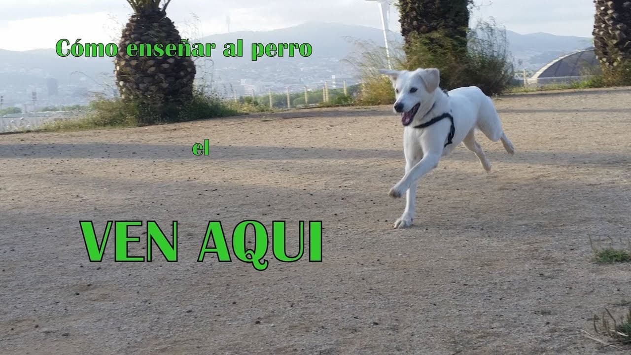 Movie Cómo enseñar al perro el VEN AQUI Hiro border collie