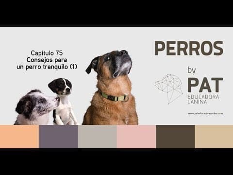 Fashion PAT Educadora Canina - YouTube