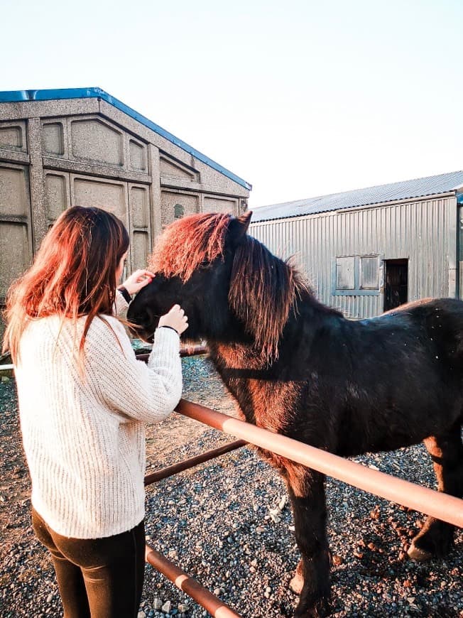 Lugar Vermont Icelandic Horse Farm