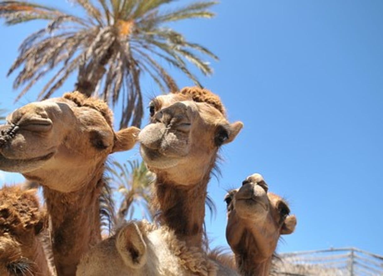 Place Oasis Park Fuerteventura