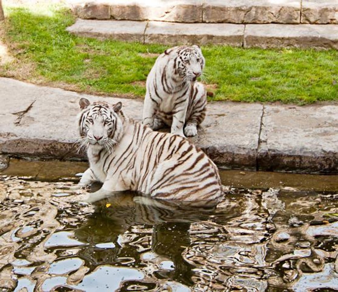 Place Bioparc Fuengirola