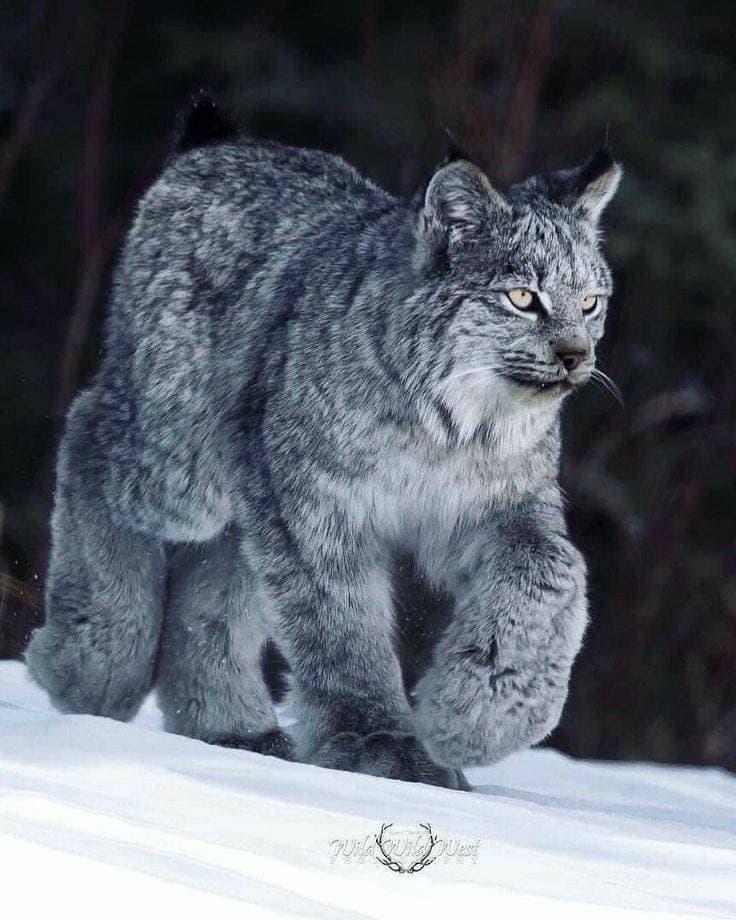 Fashion Lince😺😾🐯🐾🐾🐾🐾🐾