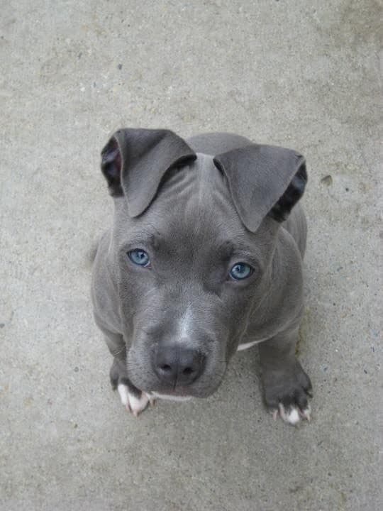 Fashion Pitbull blue nose 