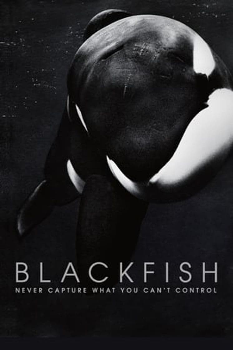 Película Blackfish