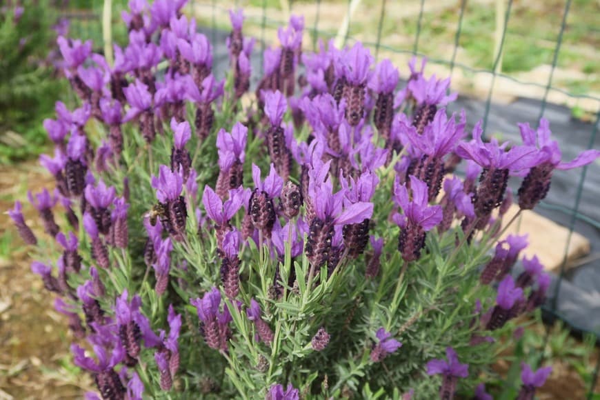 Product Alfazema/Lavanda 