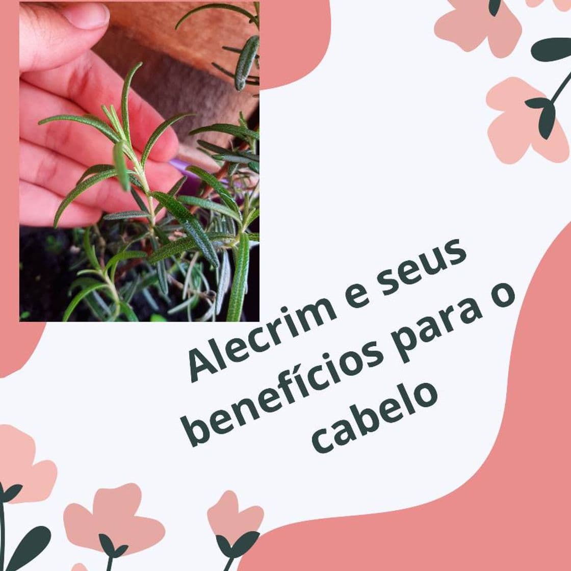 Moda alecrim e seus benefícios para o cabelo 