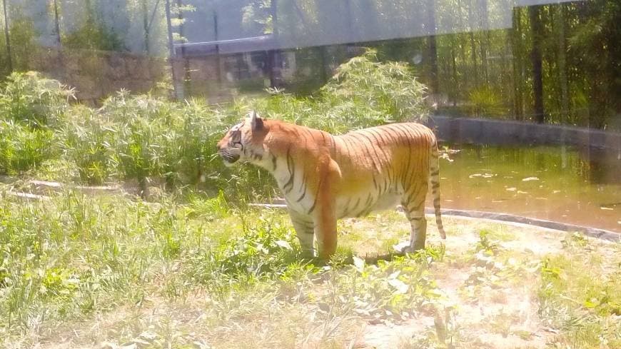 Lugar Zoo da Maia