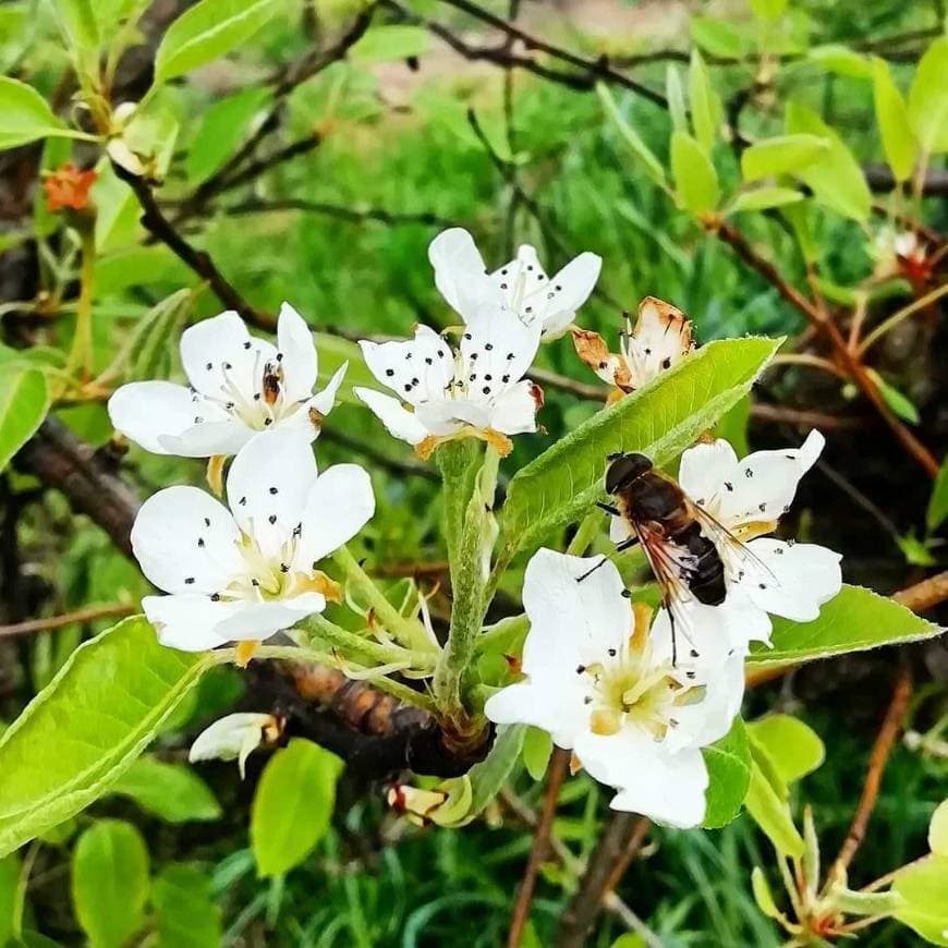 Moda Polinização com agentes naturais