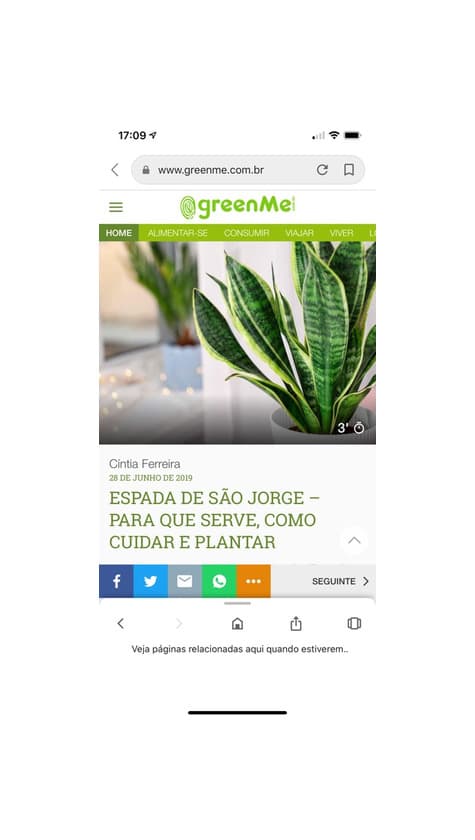 Product Planta de São Jorge 🧿 proteção 