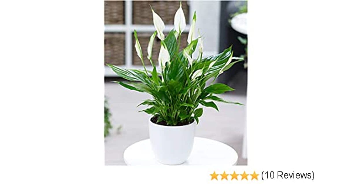 Fashion BALDUR-Garten Spathiphyllum, 1 Pflanze Zimmerpflanze Einblatt ...