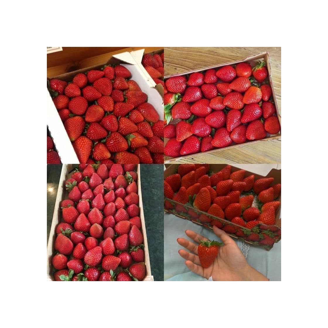 Producto Morango 🍓