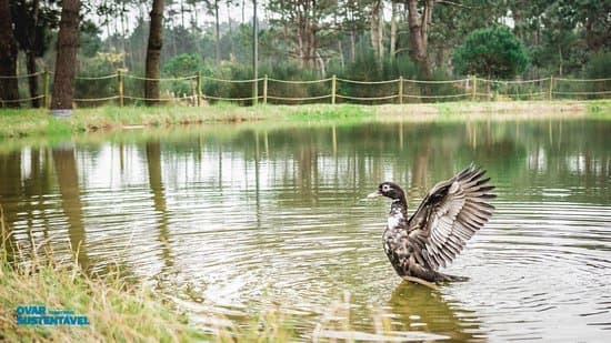 Lugar Buçaquinho Park