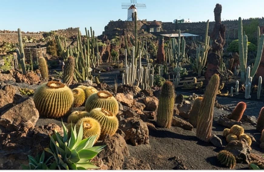 Place El jardín del cactus Lanzarote