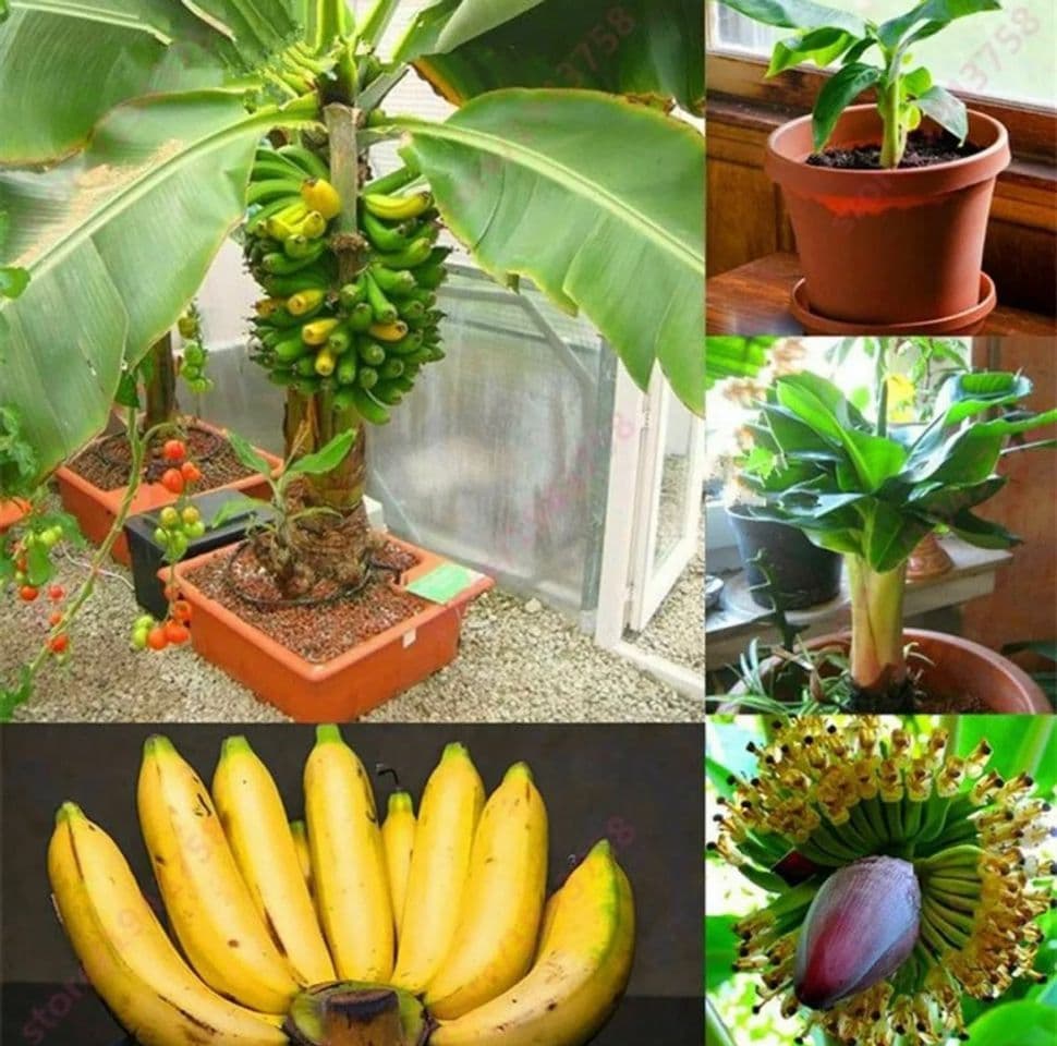 Product Semente de Banana Bonsai 