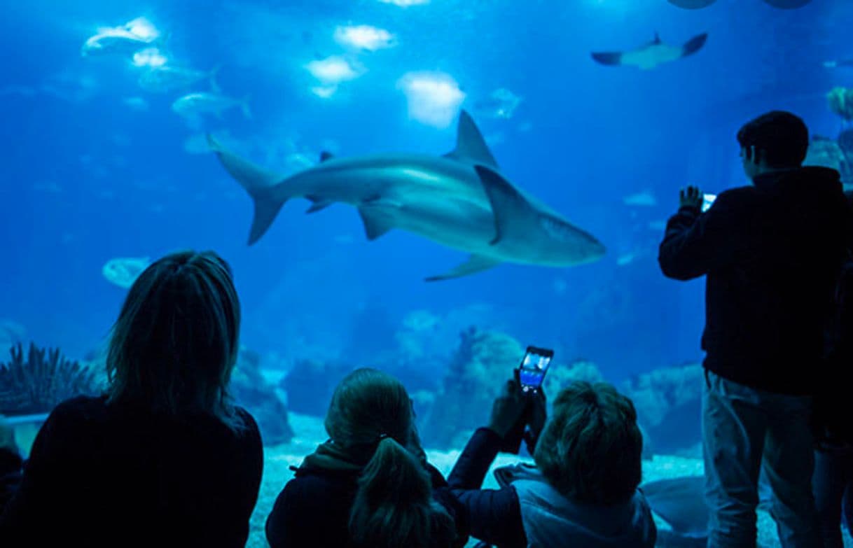 Lugar Oceanario- Lisboa