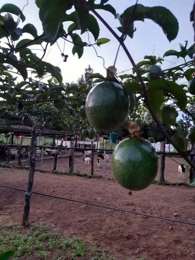 Lugar Fazenda Angolana