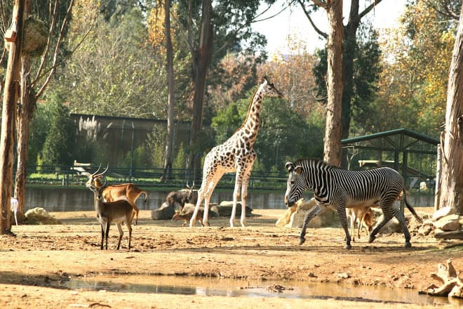 Lugar ZOO Santo Inácio