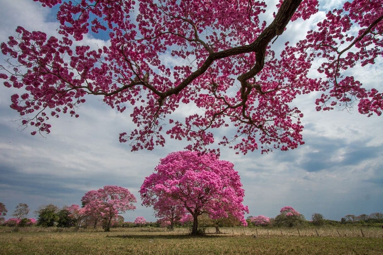 Fashion ipês-rosa - fotógrafo Amaury Antônio Alves dos Santos