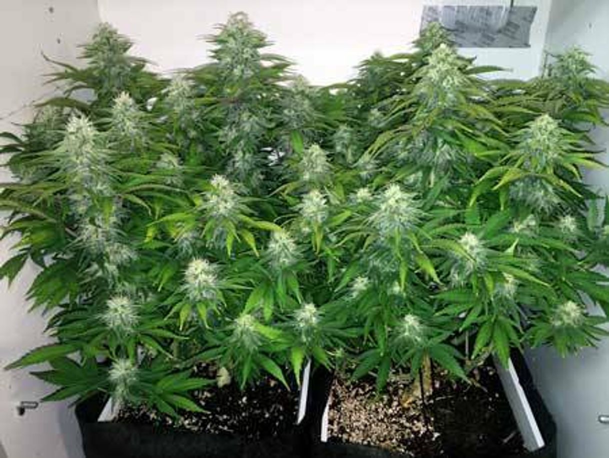 Fashion Como cultivar cannabis em 7 passos faceis