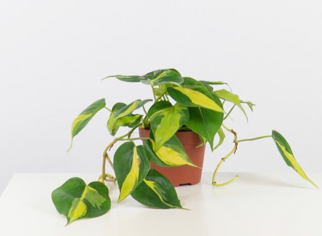 Product Philodendron Brasil