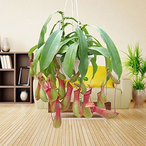 Producto SKAISK Semillas de Flores de Nepenthes Mira