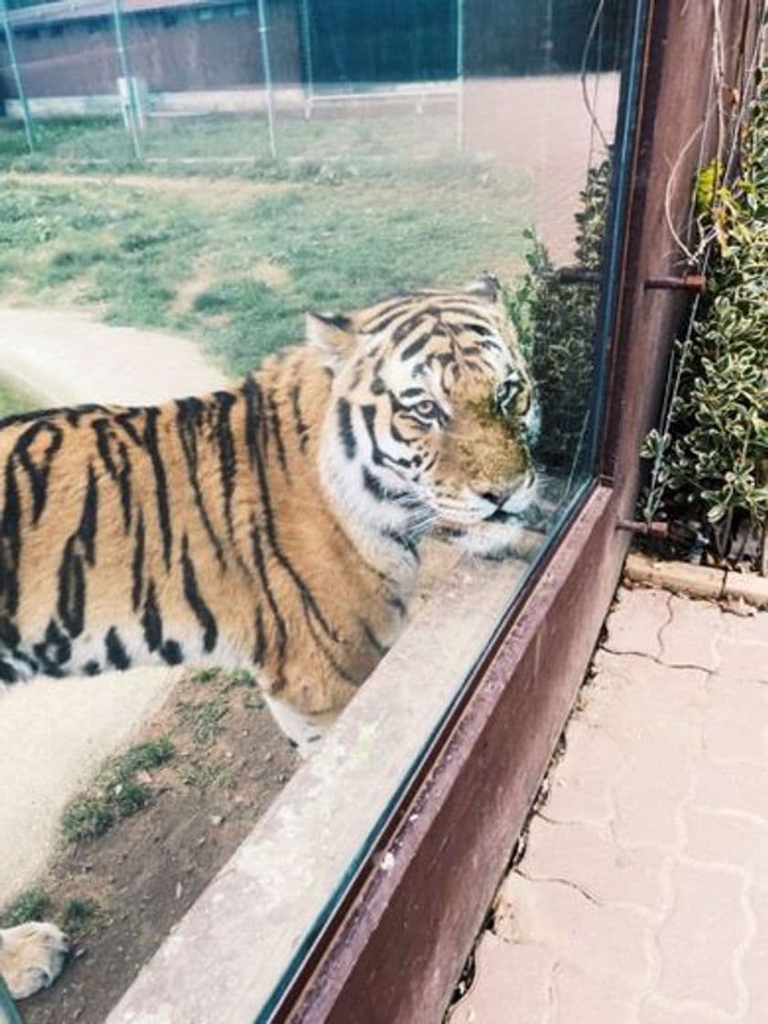 Lugar Zoo Santo Inácio