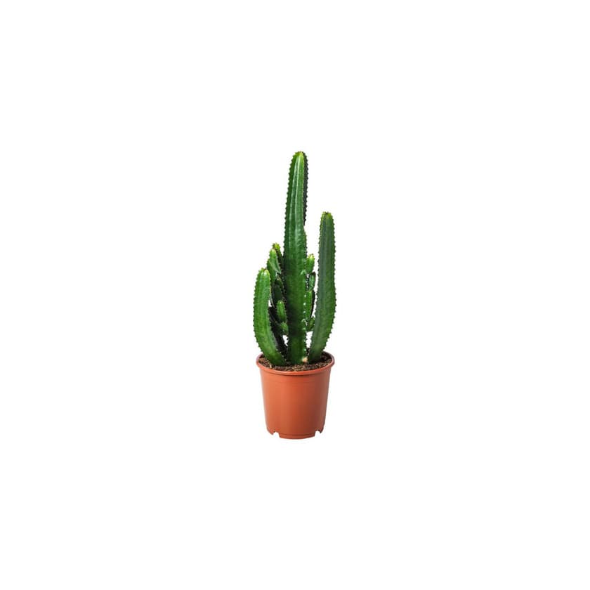 Product EUPHORBIA ACRURENSIS 24cm