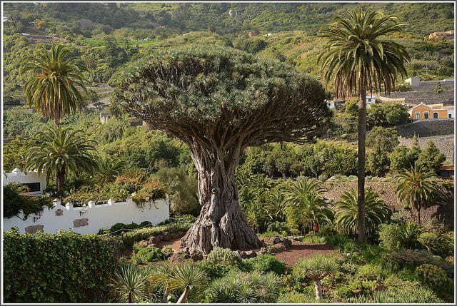 Place Drago Milenario