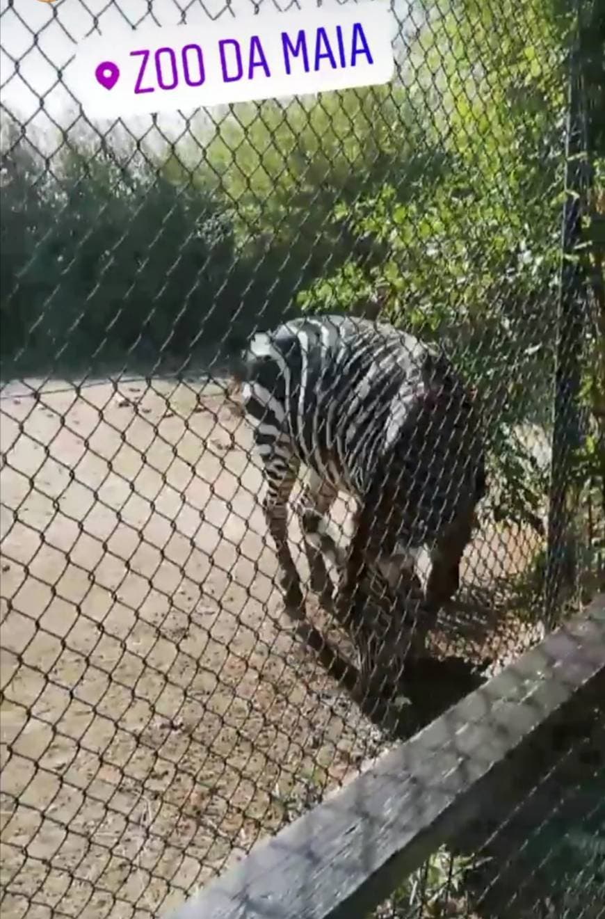 Lugar Zoo da Maia