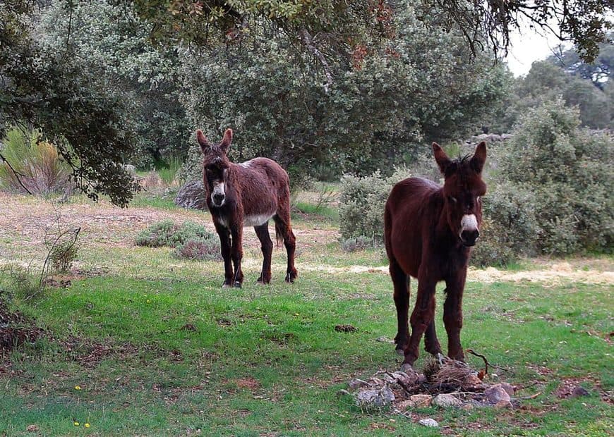 Place Amigos del Burro - Burrolandia