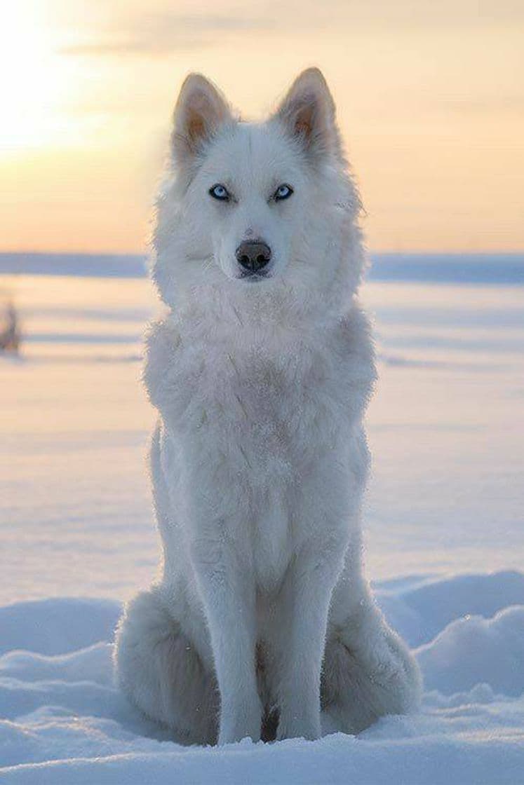 Fashion Um lobo branco 😍