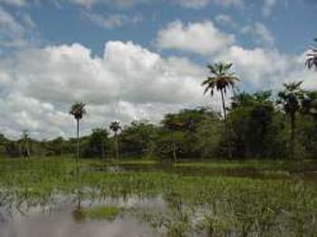 Place Venezuelan Llanos