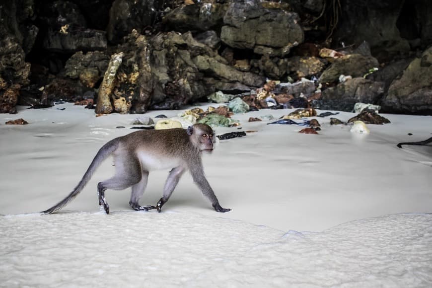 Place Monkey Beach