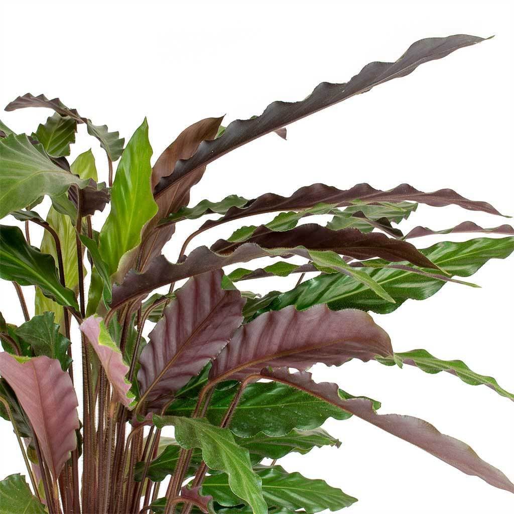 Fashion Calathea Rufibarba