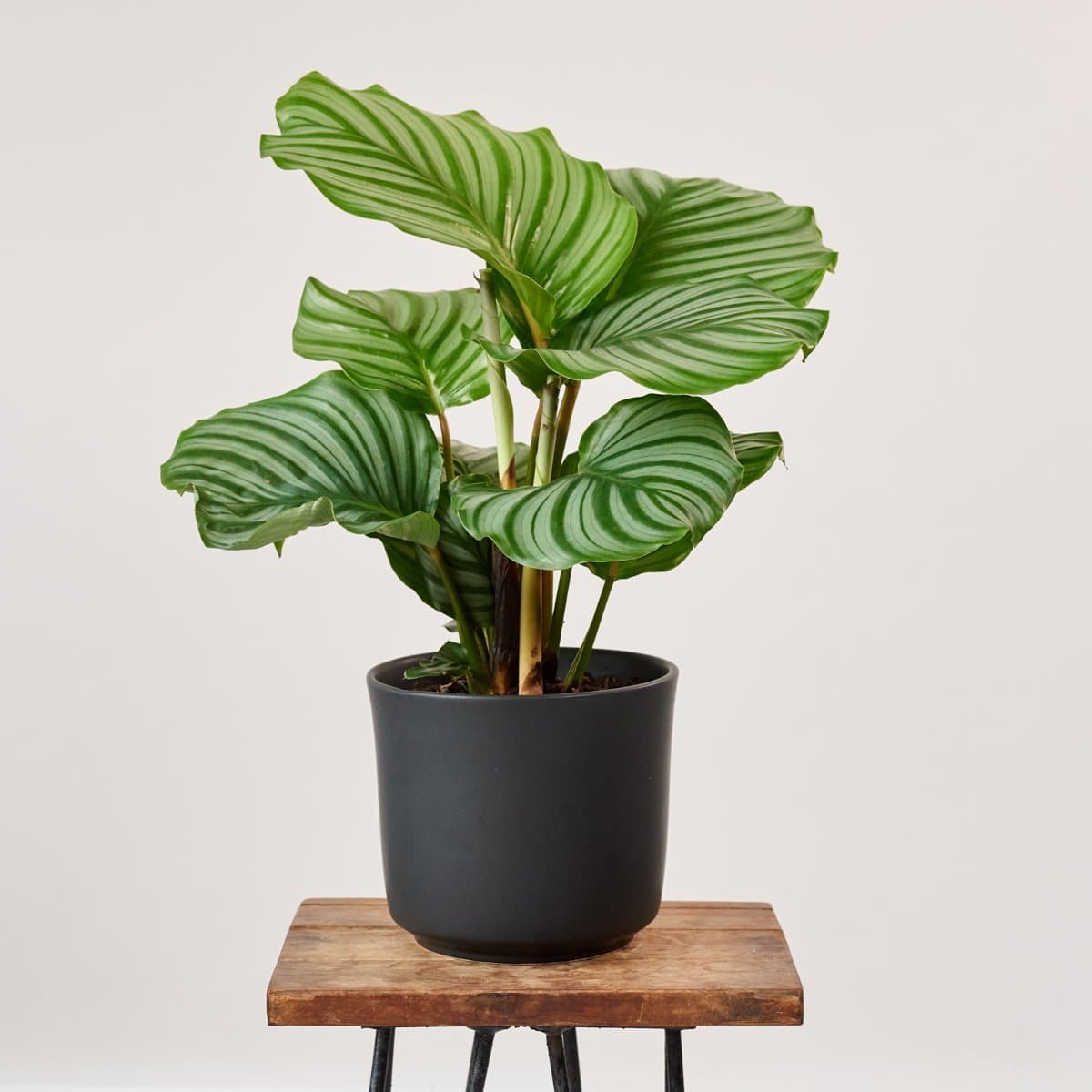 Fashion Calathea Orbifolia