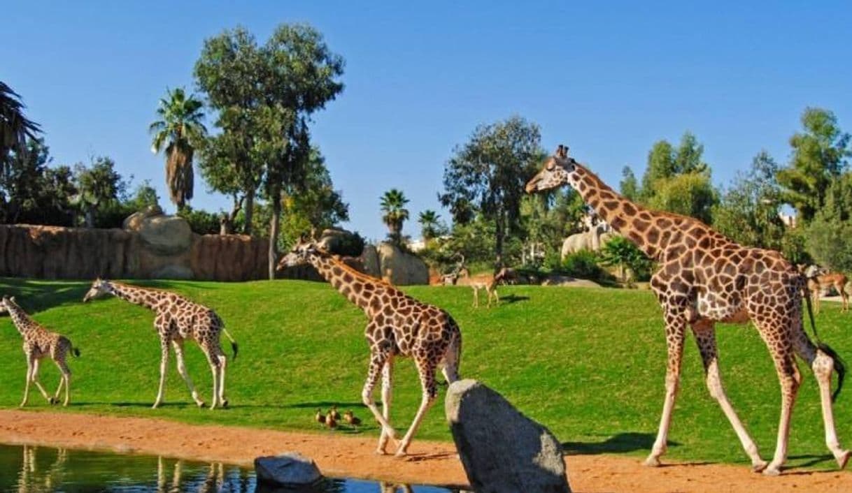 Place Bioparc Valencia