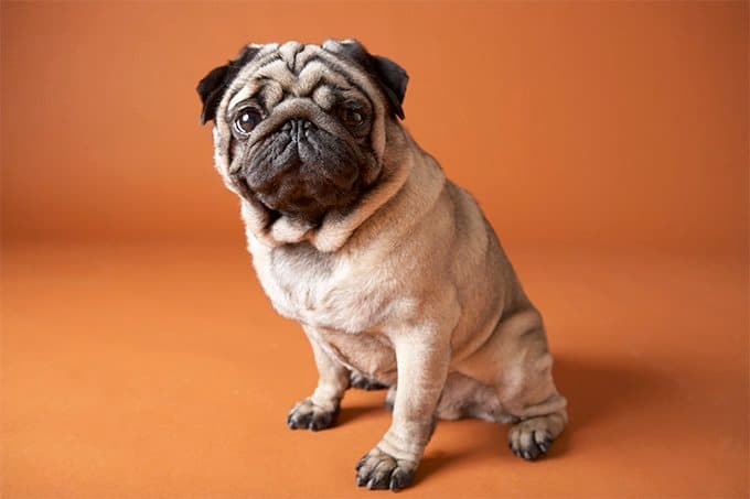 Fashion Pug: Getting Started