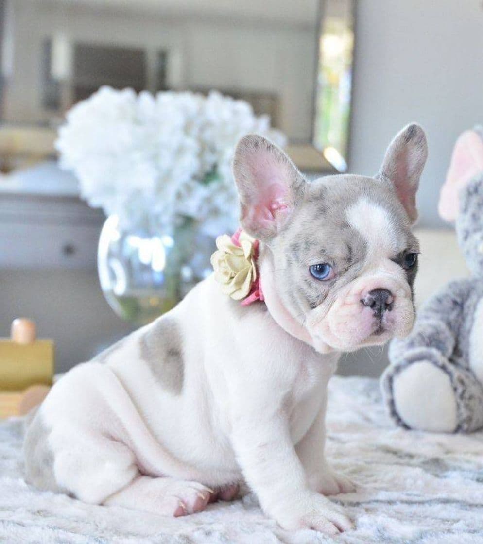 Moda French Bulldog with Blue Eyes ❤