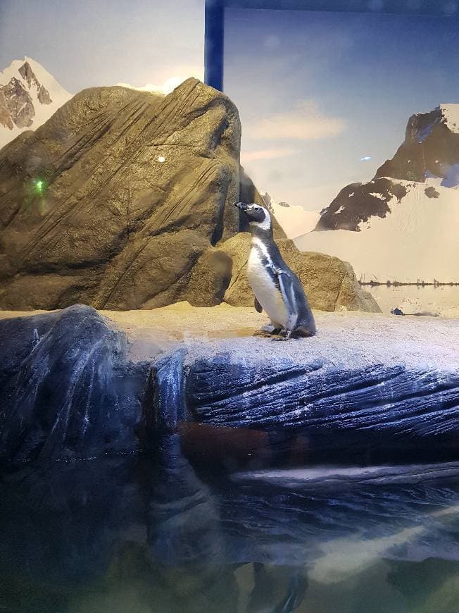 Place Oceanic Aquarium