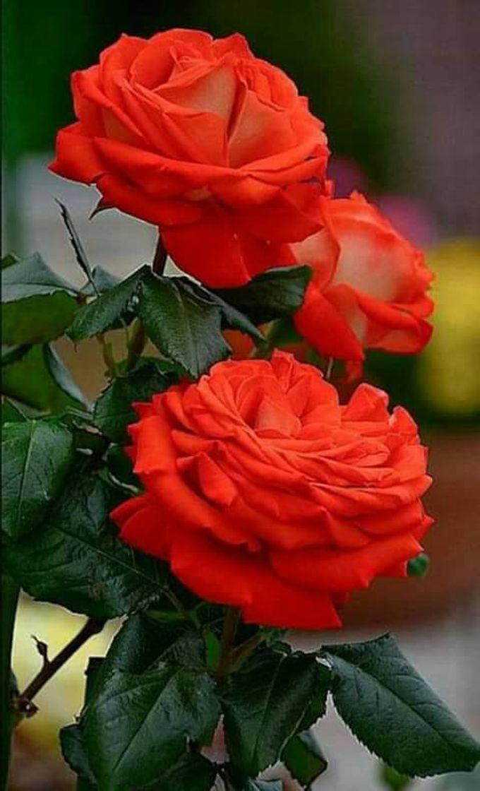 Producto Rosas rojas