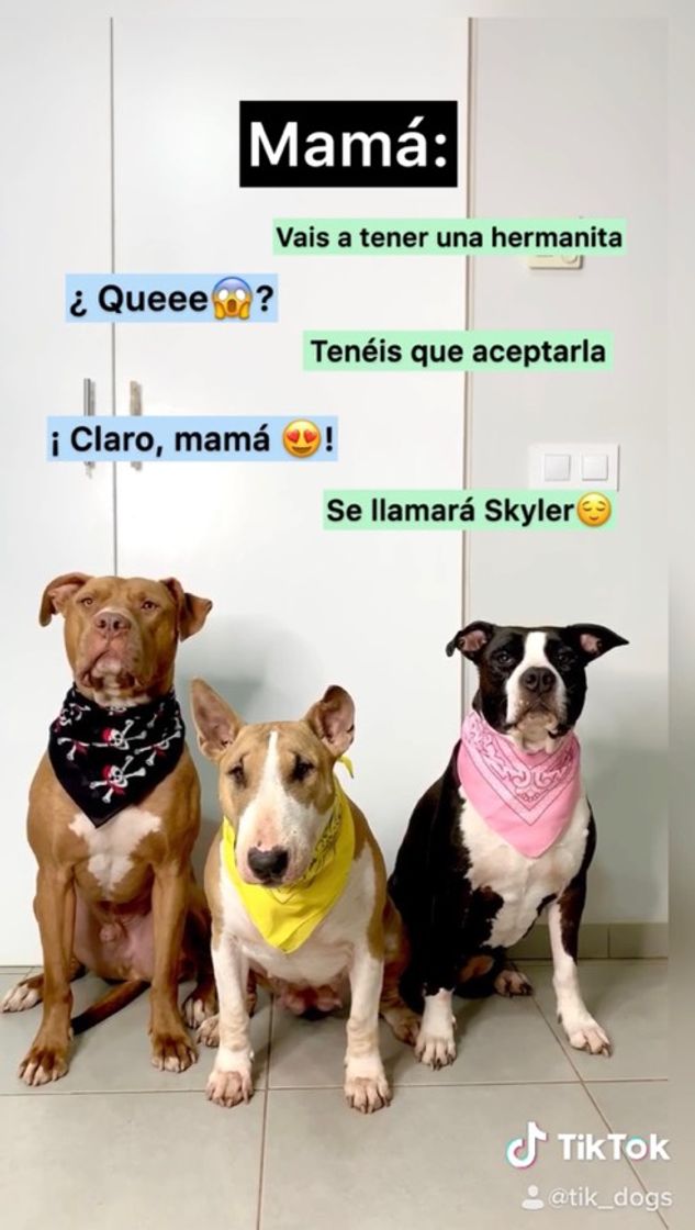 Fashion Recibimiento a Skyler