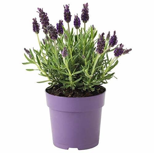 Producto Lavanda Natural Planta en Maceta Pequeña 10cm Planta Ornamental y Decorativa